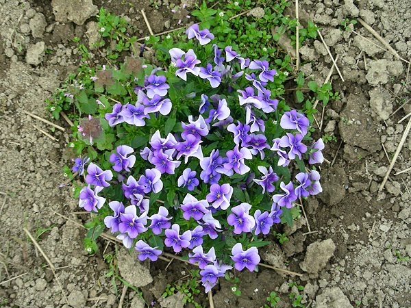 pansy in flower